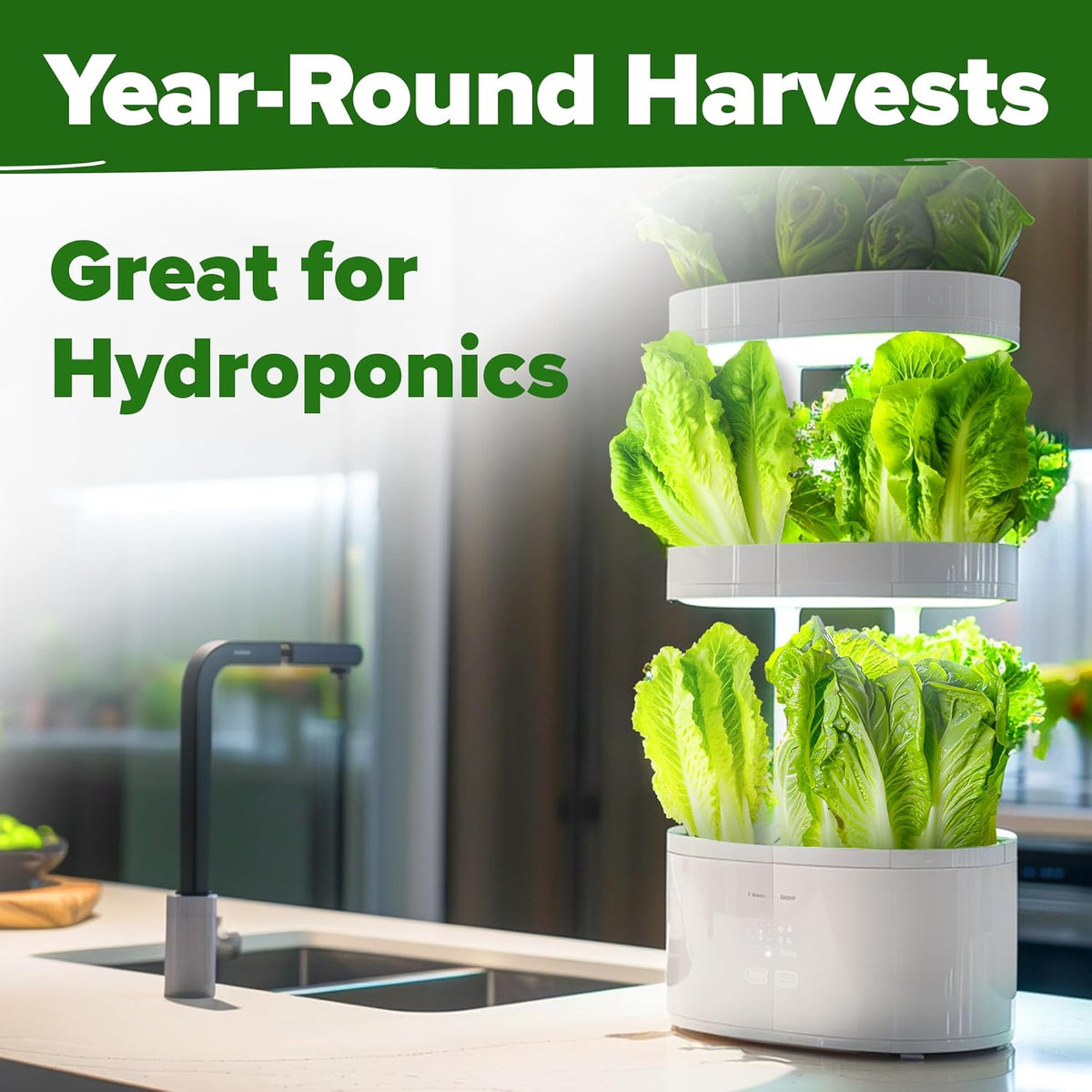 HOME GROWN π¨π¦π π£π₯ππ ππ¨π Parris Island Romaine Lettuce 3,500+ High Germination Heirloom