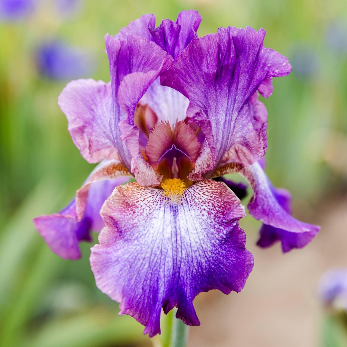 Easy to Grow Bearded Iris Wine Festival - 3 Plant Bulbs Rhizomes, Bright Purple & White Flowers in