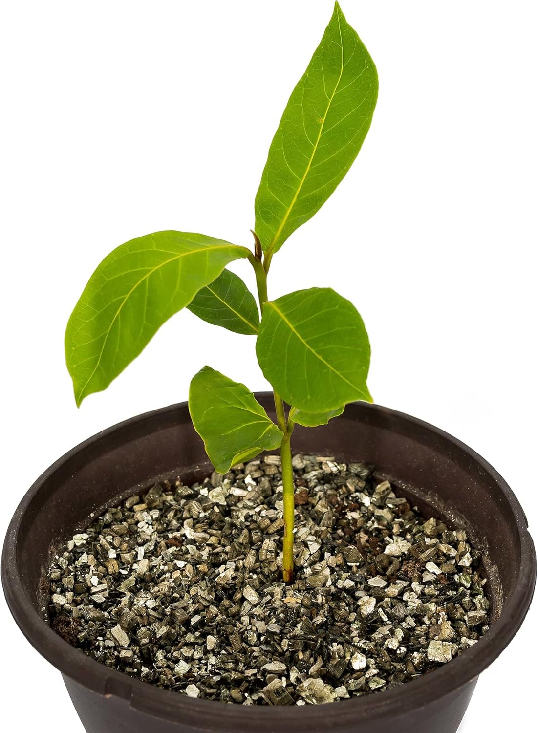 Gardenera Premium Zamioculcas Plant Potting Mix - Crafted for Resilient Growth and Striking