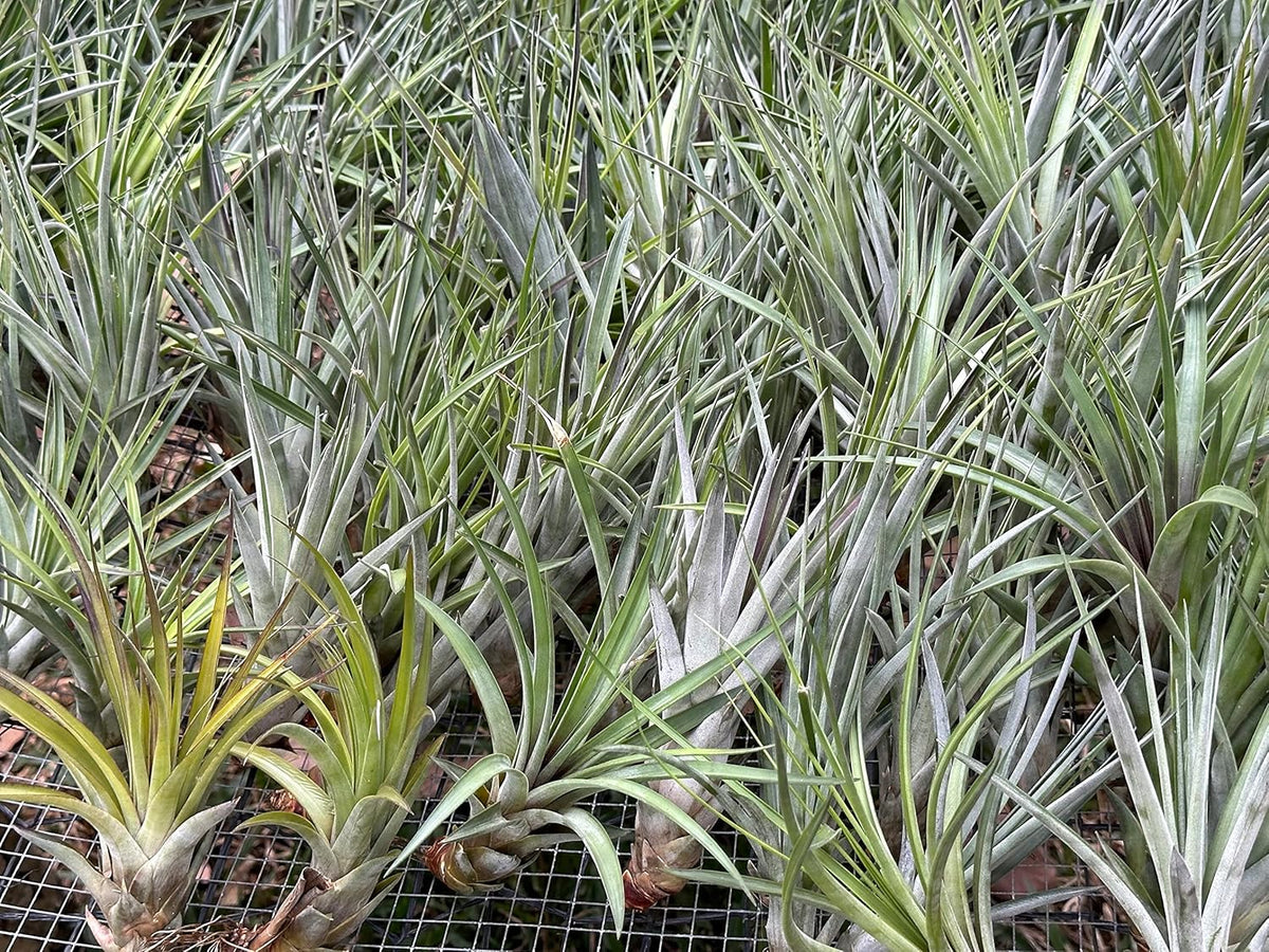 ragnaroc Air Plants - Tillandsia Fasciculata Tricolor, Large 4-6" - 5ct - Live Arrival Guaranteed