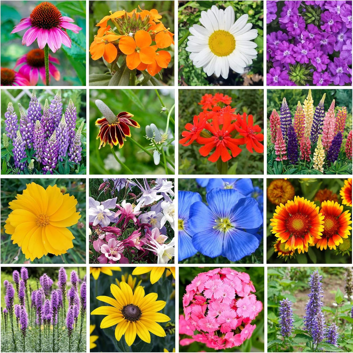 Bulk Wildflower Seed Shaker – Perennial Flower Seeds Mix to Plant Anywhere, by Geva Grow | 20