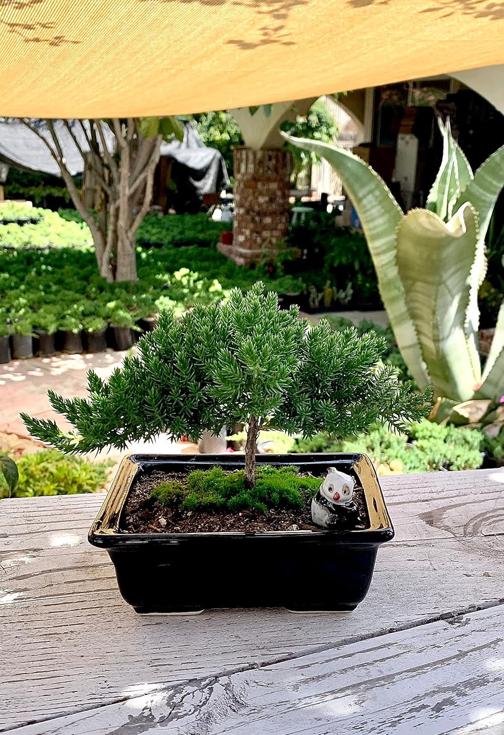 Live Dwarf Juniper Bonsai Tree 4-5years Old with Cute Ceramic Panda | Juniper or Jade Bonsai Tree |