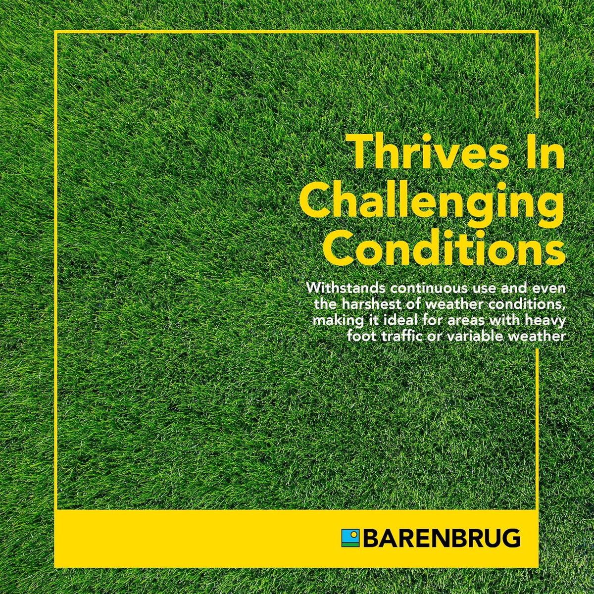 Barenbrug Winter Wonderlawn Grass Seed for Southern Lawns, Fast-Acting Durable Grass Seed Mix for