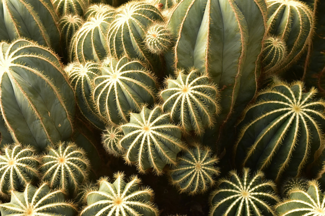 Succulent Secrets: Easy-Care Plants for Busy People
