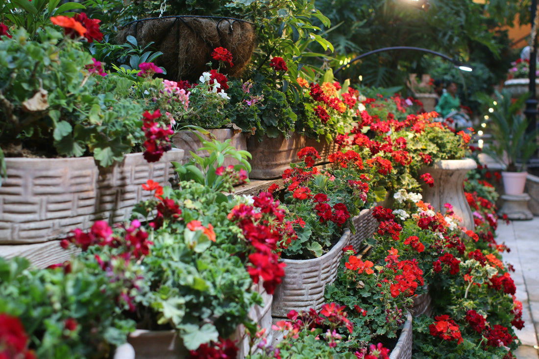 Grow Your Own Kitchen Garden: Herbs & Edibles