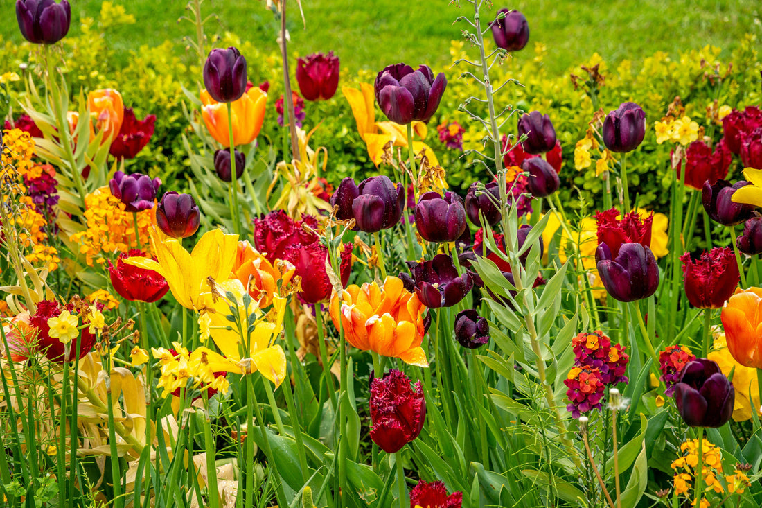 Indoor Gardening Tips for Small Apartments