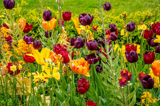 Indoor Gardening Tips for Small Apartments