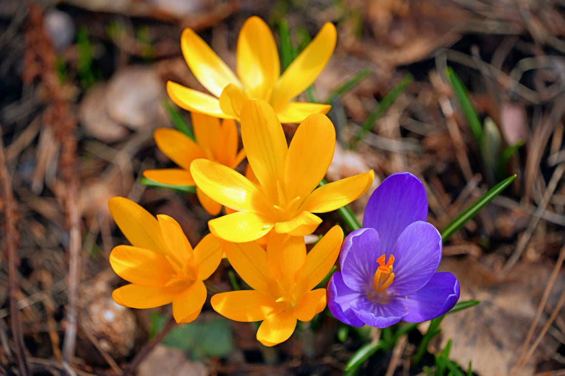 10 Essential Spring Gardening Tips for Beginners
