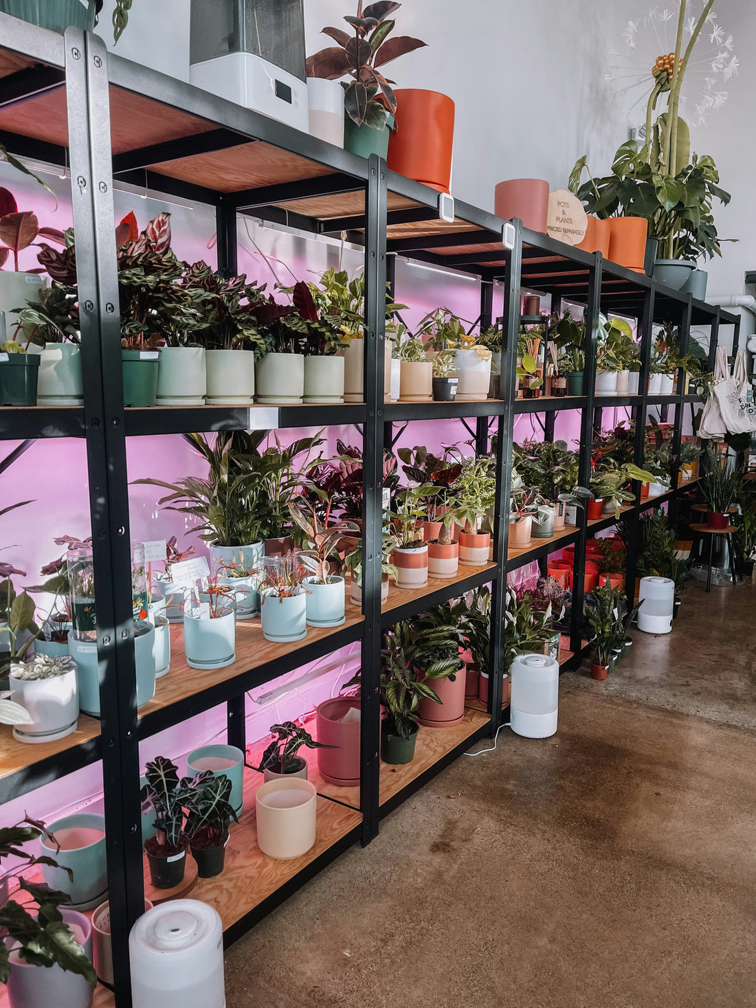 Indoor vs Outdoor Gardening: What’s Better for Beginners?