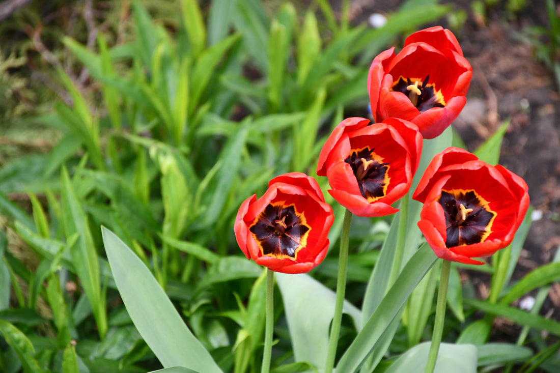 How Plant Wall Clips Help Indoor Plants Thrive