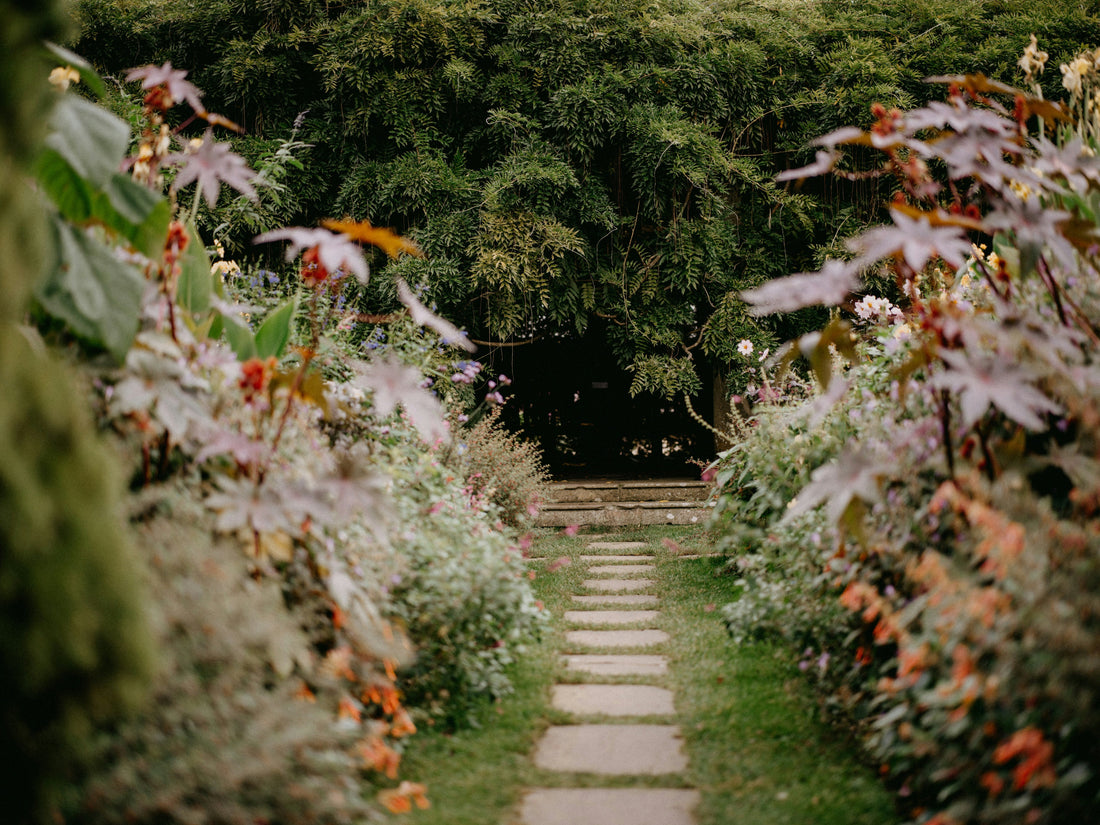 The Best Plants for Low-Maintenance Gardens