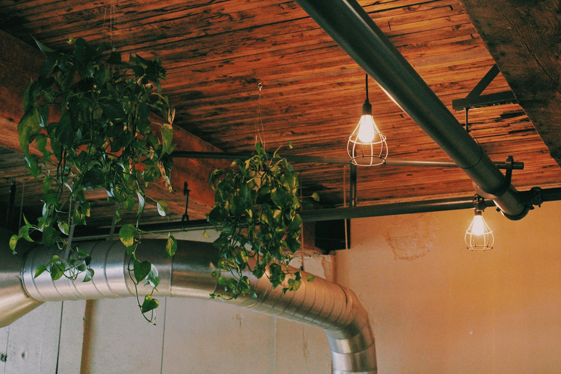 Why Your Plants Aren’t Growing (Even with Sunlight)