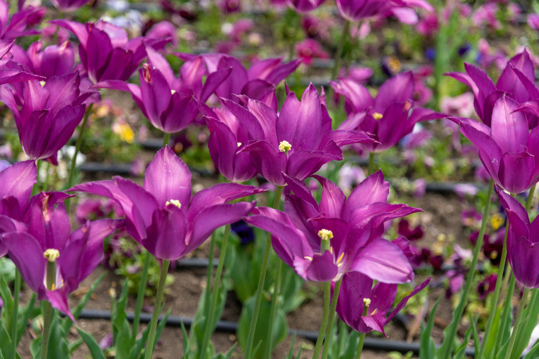 The Ultimate Guide to Gardening Tools for Every Home Gardener