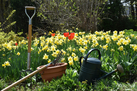 Step-by-Step Guide to Planting Flower Bulbs Successfully