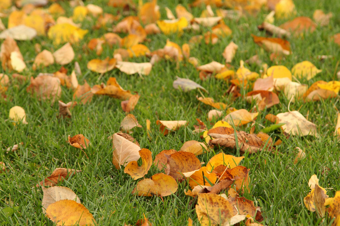 Manual Weeder Roundup: Match the Tool to the Weed