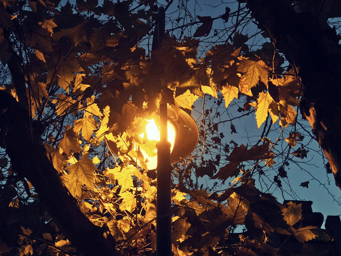 When Light Meets the Breeze: Wind, Shadows, and the Quiet Rhythm of Evening Gardens