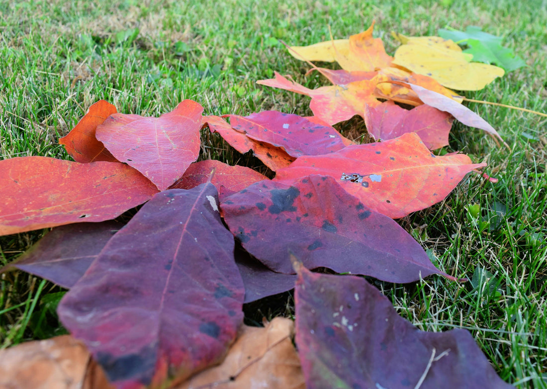 Leaf Rake Spotlight: Choose Tine Spread for Your Lawn