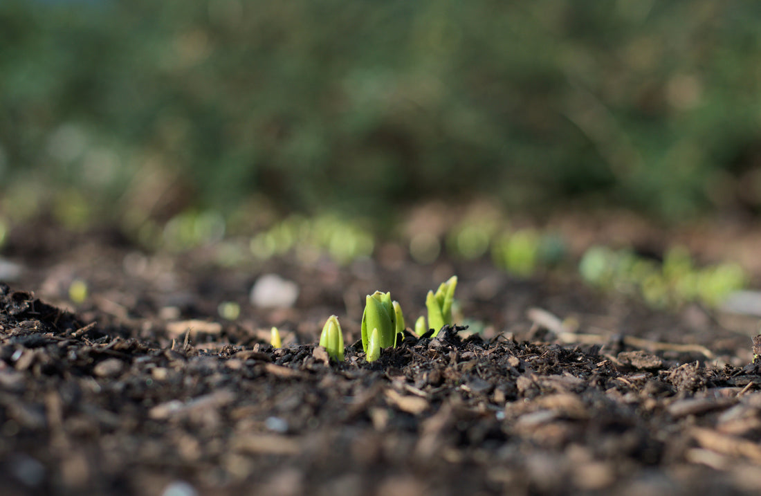 How to Keep Your Gardening Area Clean and Organized