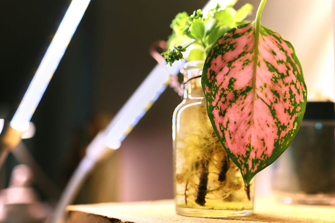 Best Grow Lights for Indoor Plants in 2026