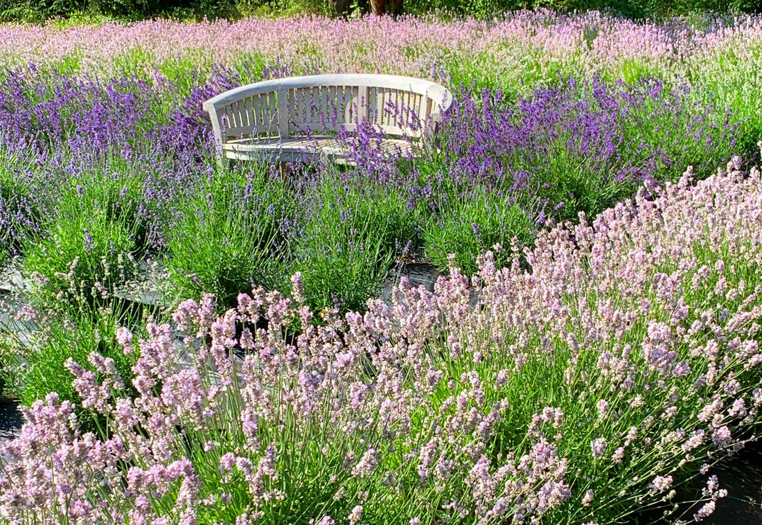 Spring to Summer Garden Transition Checklist