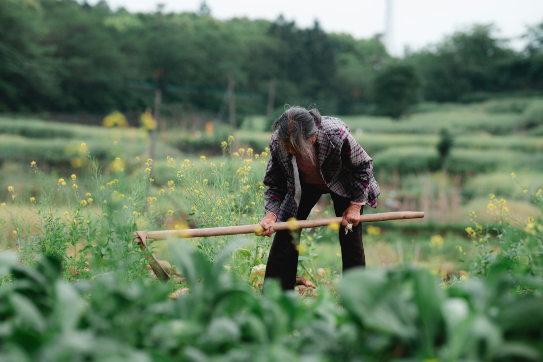Garden Hoe Buying Guide: Draw Hoe vs. Stirrup Hoe