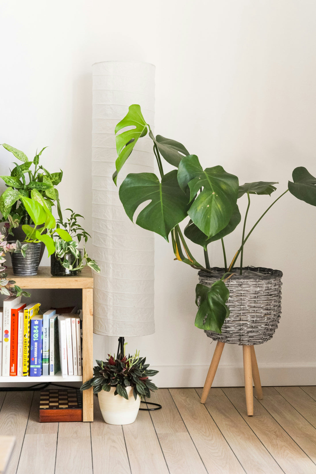 Best Indoor Plant Setup for Small Apartments