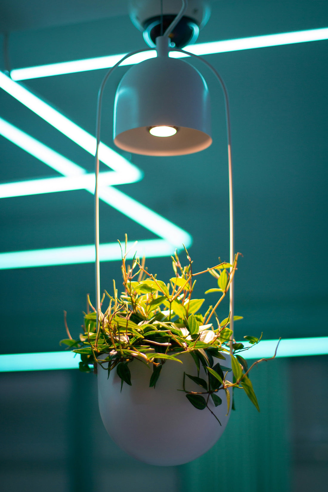 How to Set Up the Perfect Indoor Plant Lighting System