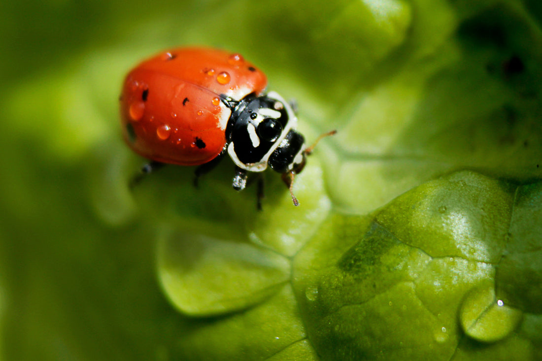Natural Pest Control for a Healthy Garden