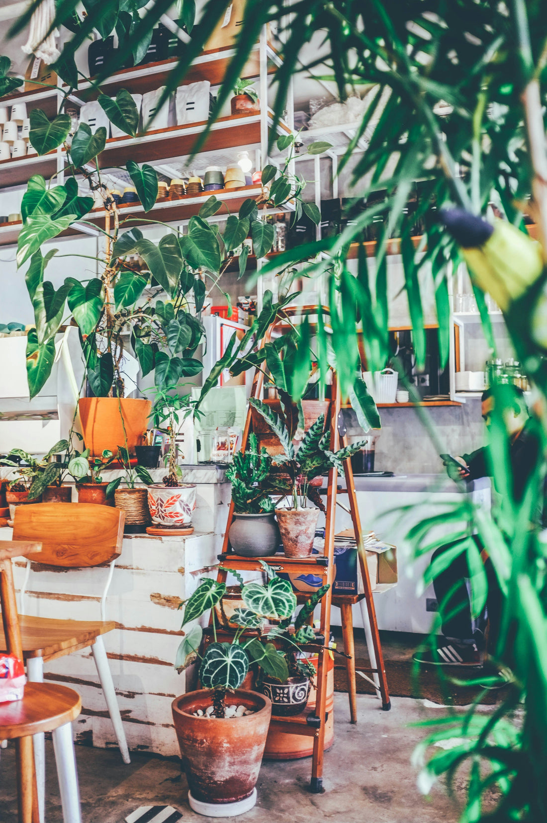 How to Grow Healthy Plants Year-Round