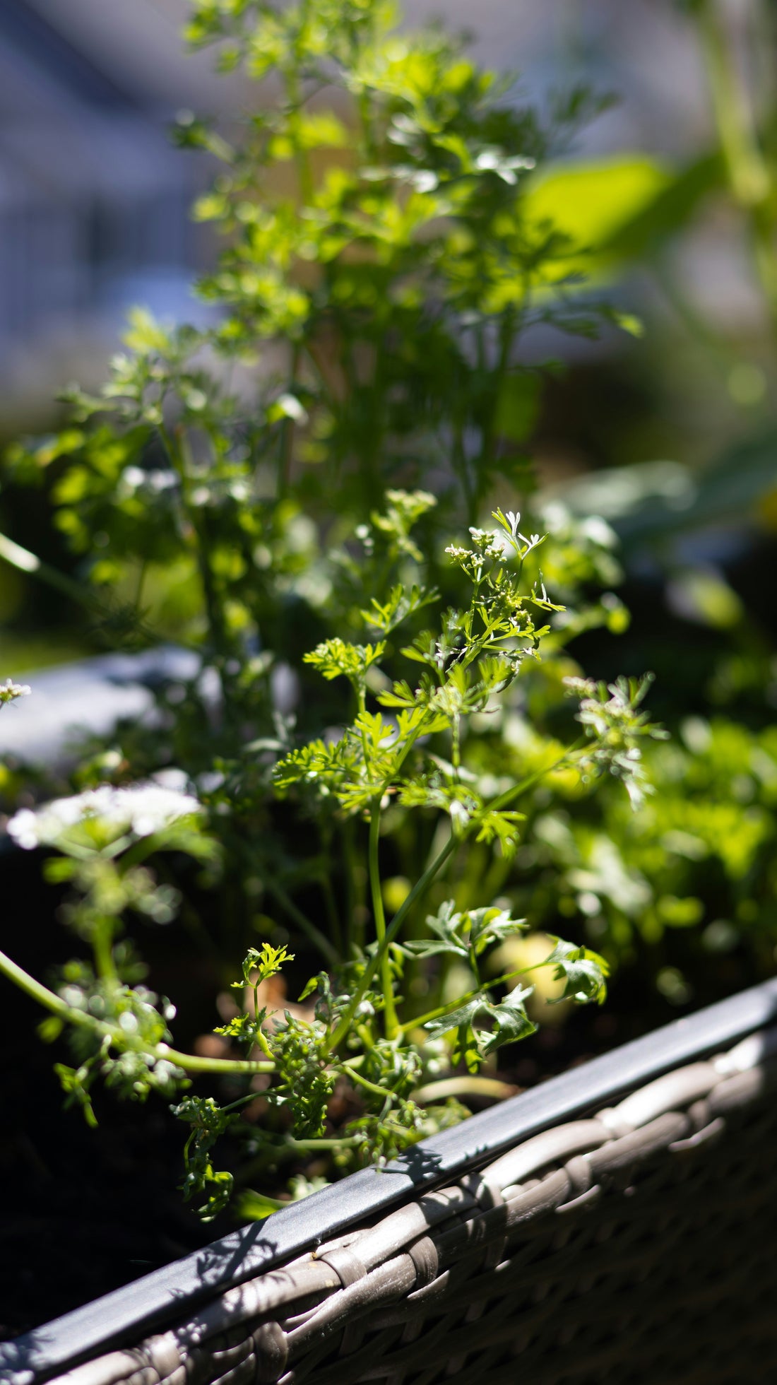 How to Build a Balcony Herb Garden 🌿🍃