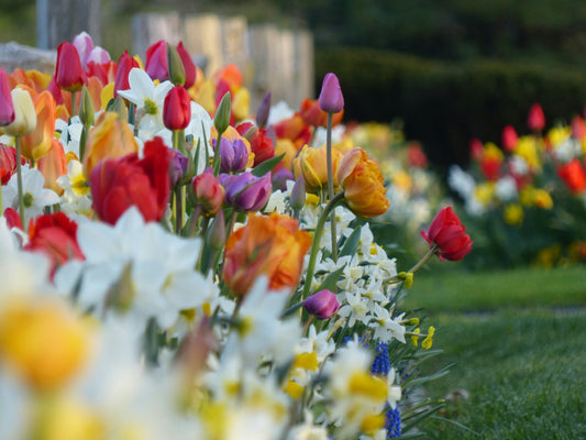 How to Choose the Right Bulb Planter for Your Garden