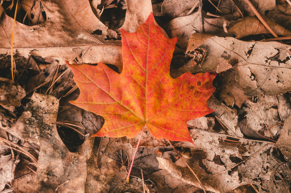 Fall Leaf and Lawn Bag Buying Guide: Paper or Reusable?