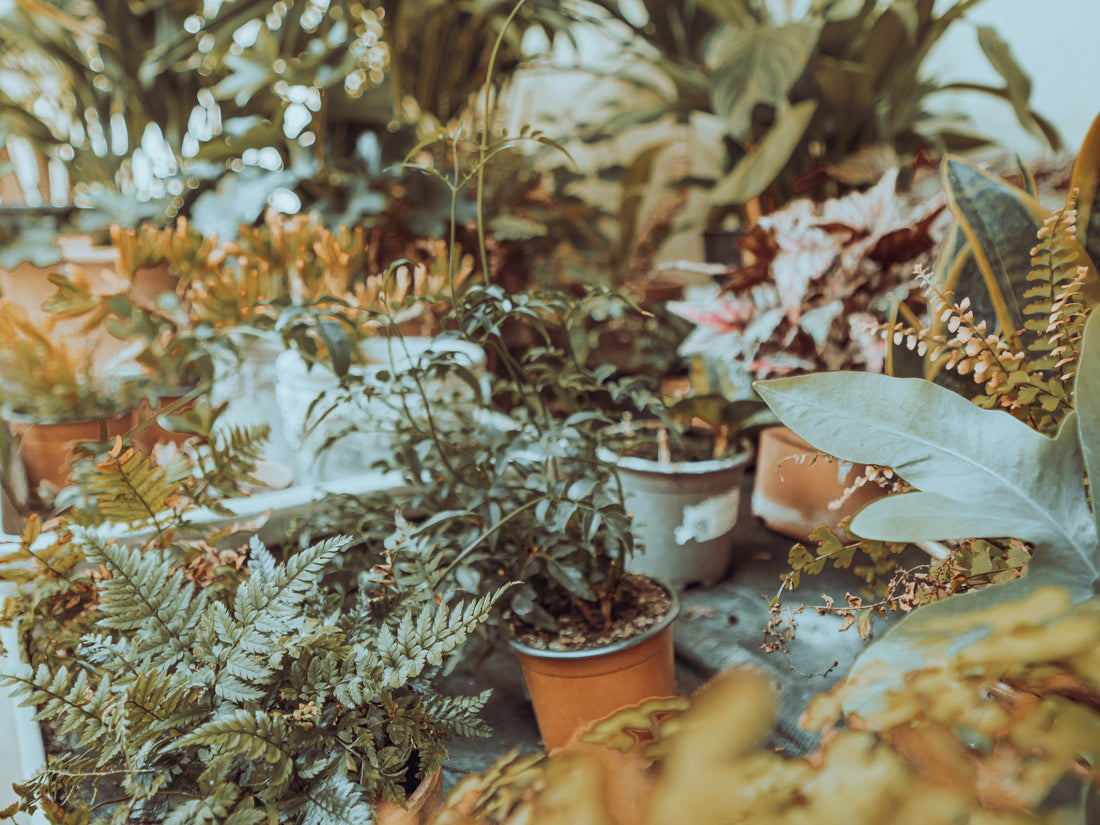 Spring Gardening Checklist: What to Do in April