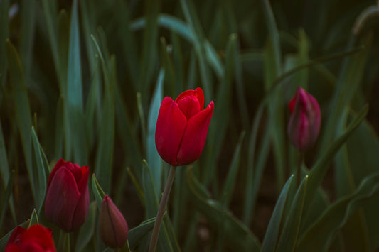 Gardening Hacks That Save Time and Effort