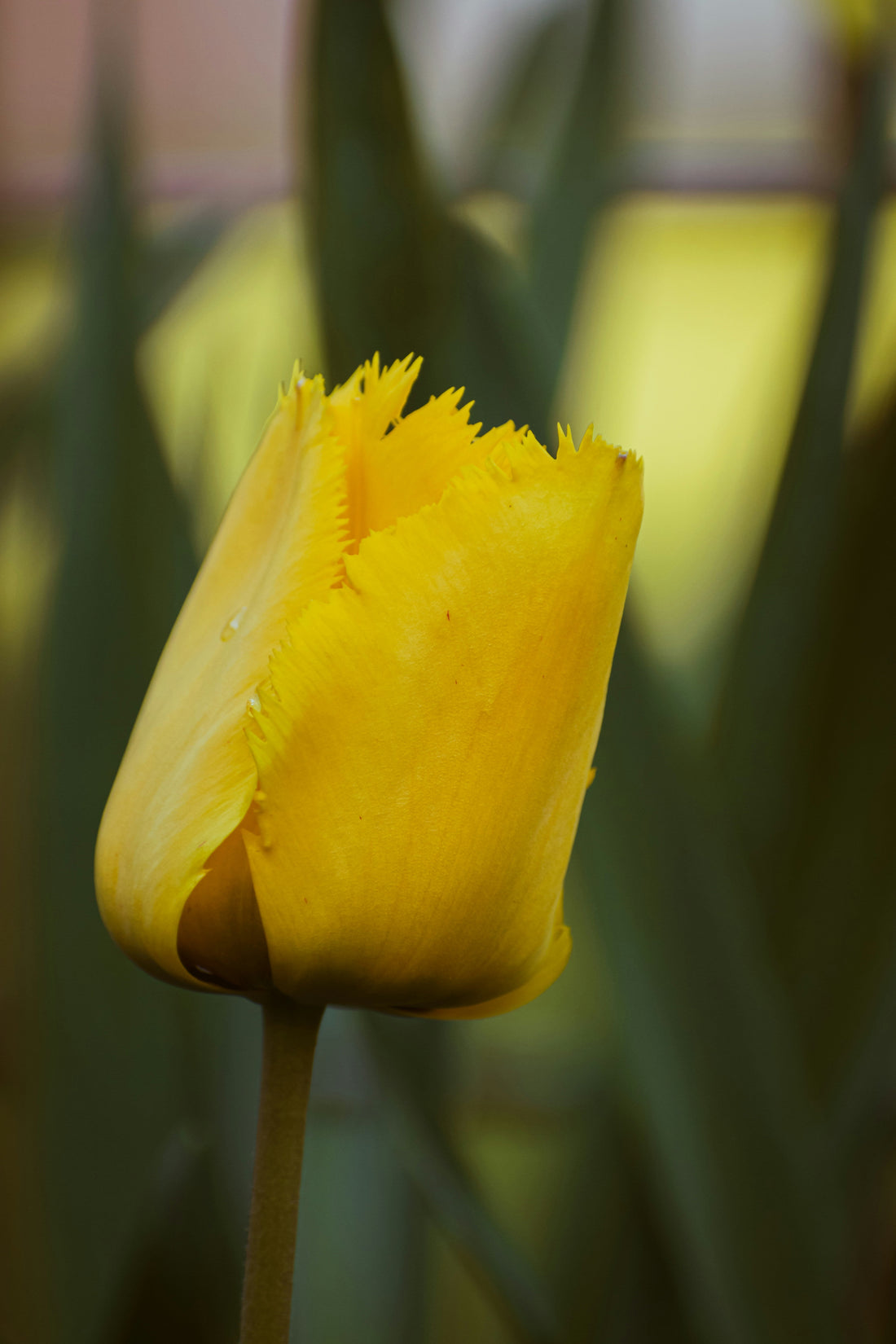 Beginner’s Guide to Soil and Plant Health