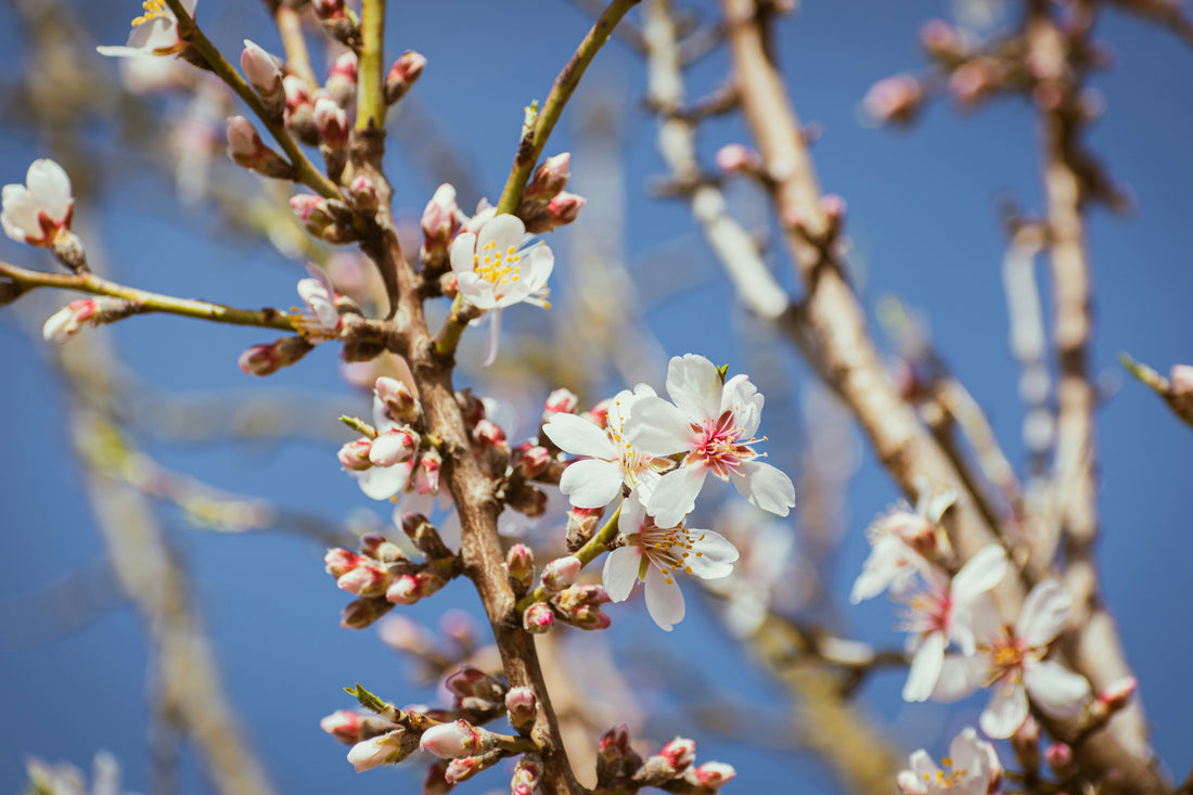 Top 10 Tools Every Gardener Needs