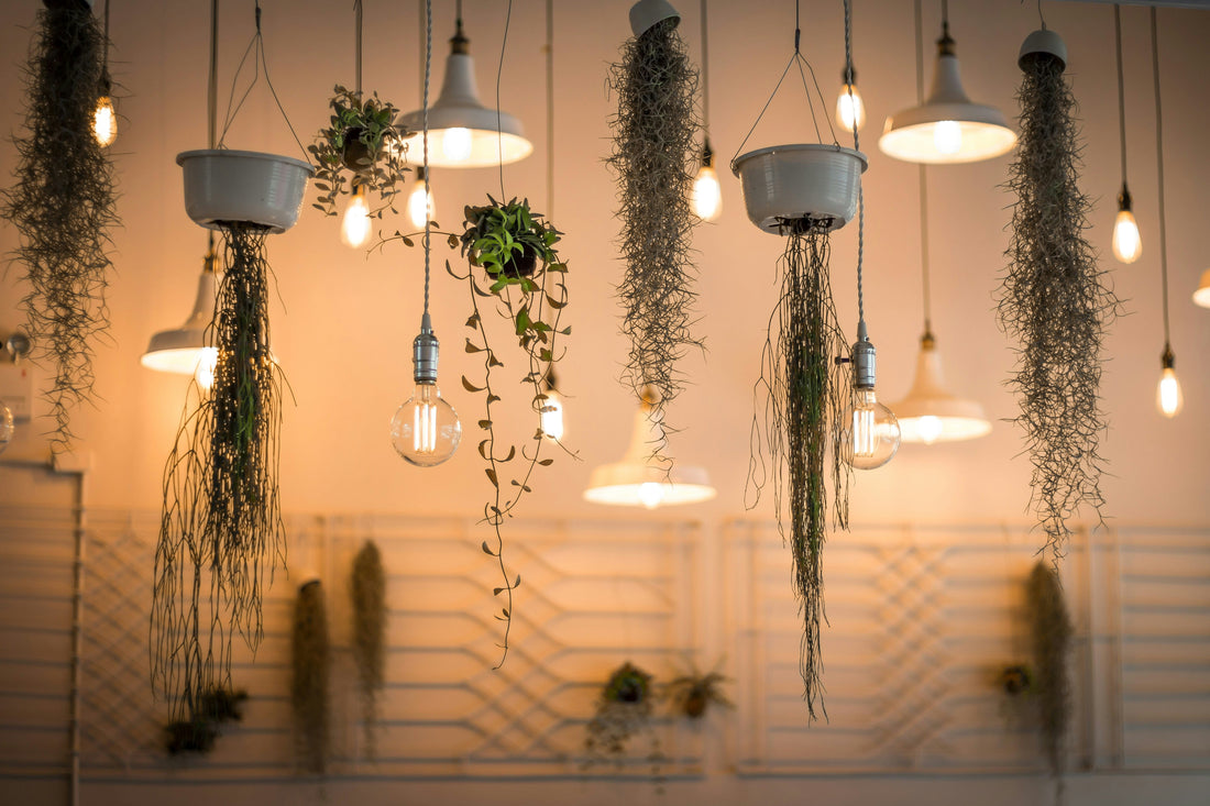 How to Turn Your Home Into a Green Paradise