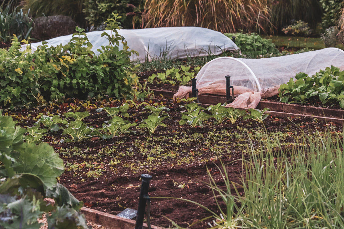 Frost Greenhouse Cover System Buying Guide: Protecting Raised Beds in Cold Snaps