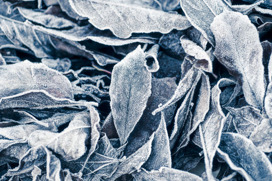 Greenhouse Cover vs. Frost Cloth: Which Protects Better in a Cold Snap