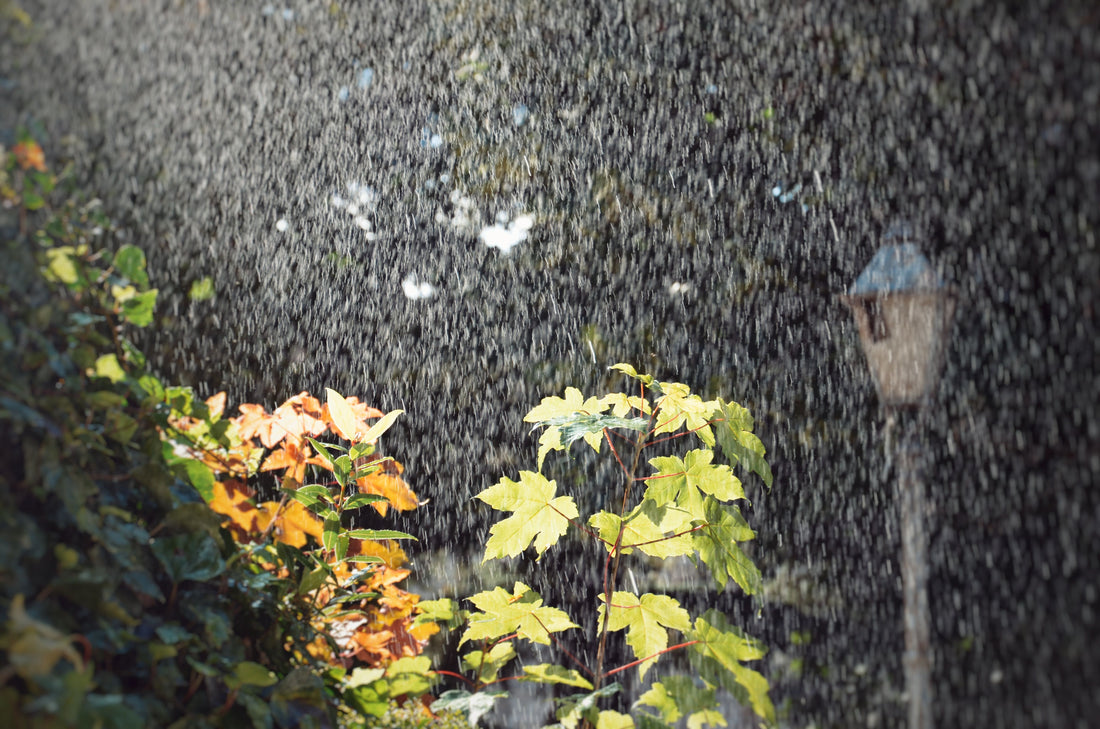 Rain Gauge Spotlight: A Simple Tool for Smarter Watering