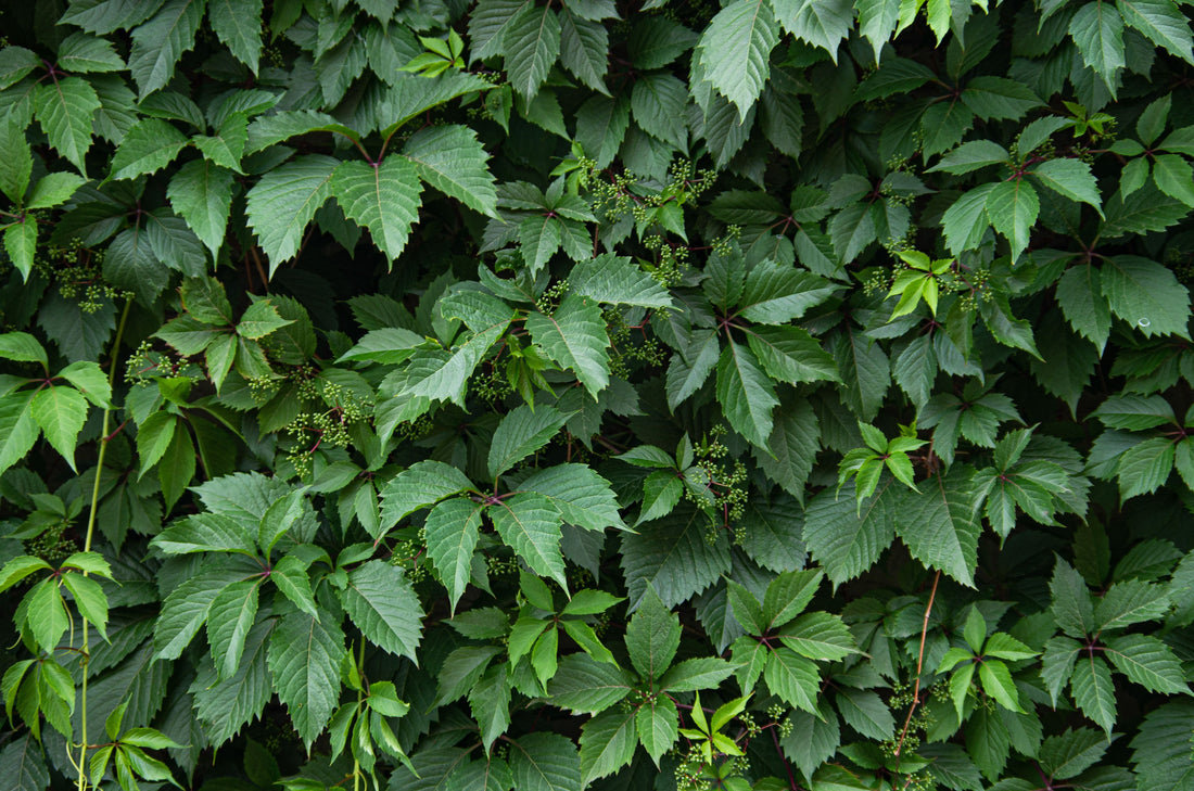 Vertical Garden Wall Clip Comparison: Self-Adhesive vs. Screw-In