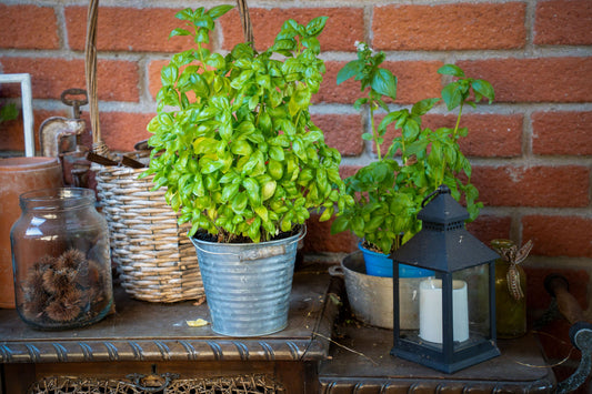 Small-Space Patio Decor Buying Guide: Layering Light, Plants and Ornament