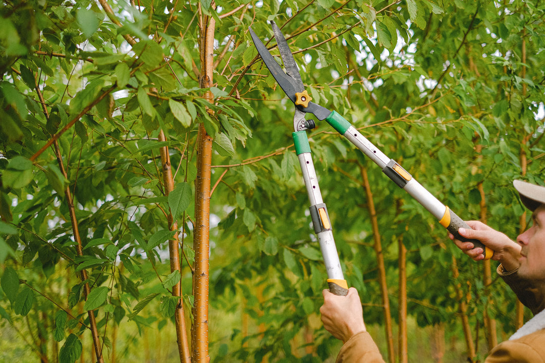 Folding Hand Saw Buying Guide: Pruning Beyond What Shears Can Cut