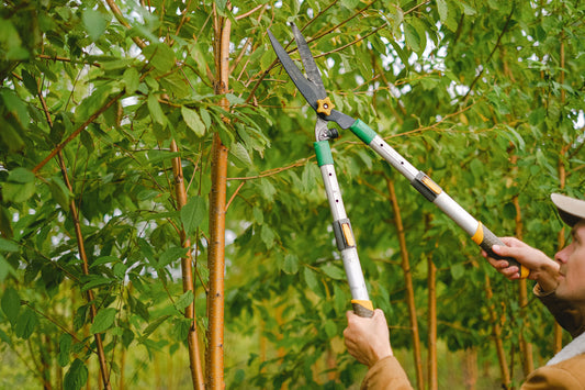 Folding Hand Saw Buying Guide: Pruning Beyond What Shears Can Cut