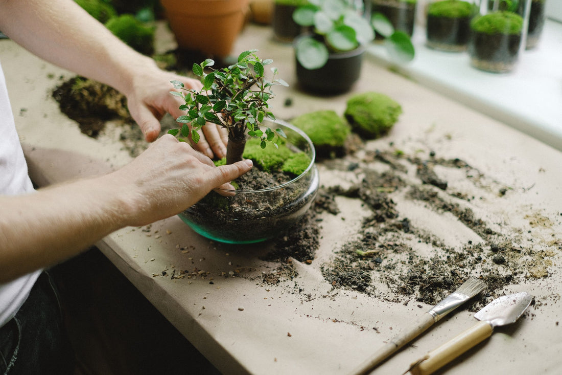 Bonsai Tool Kit Spotlight: What Belongs Beyond the Training Wire