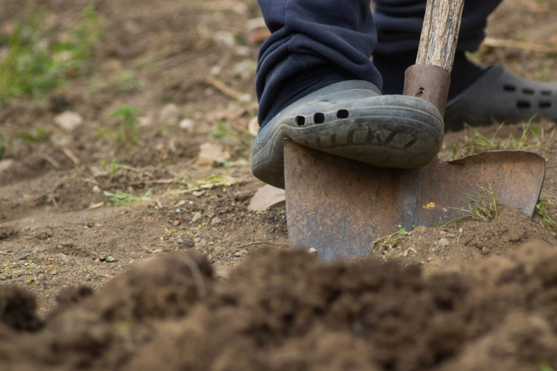 Garden Shovel Buying Guide: Square Point vs. Transfer Shovel