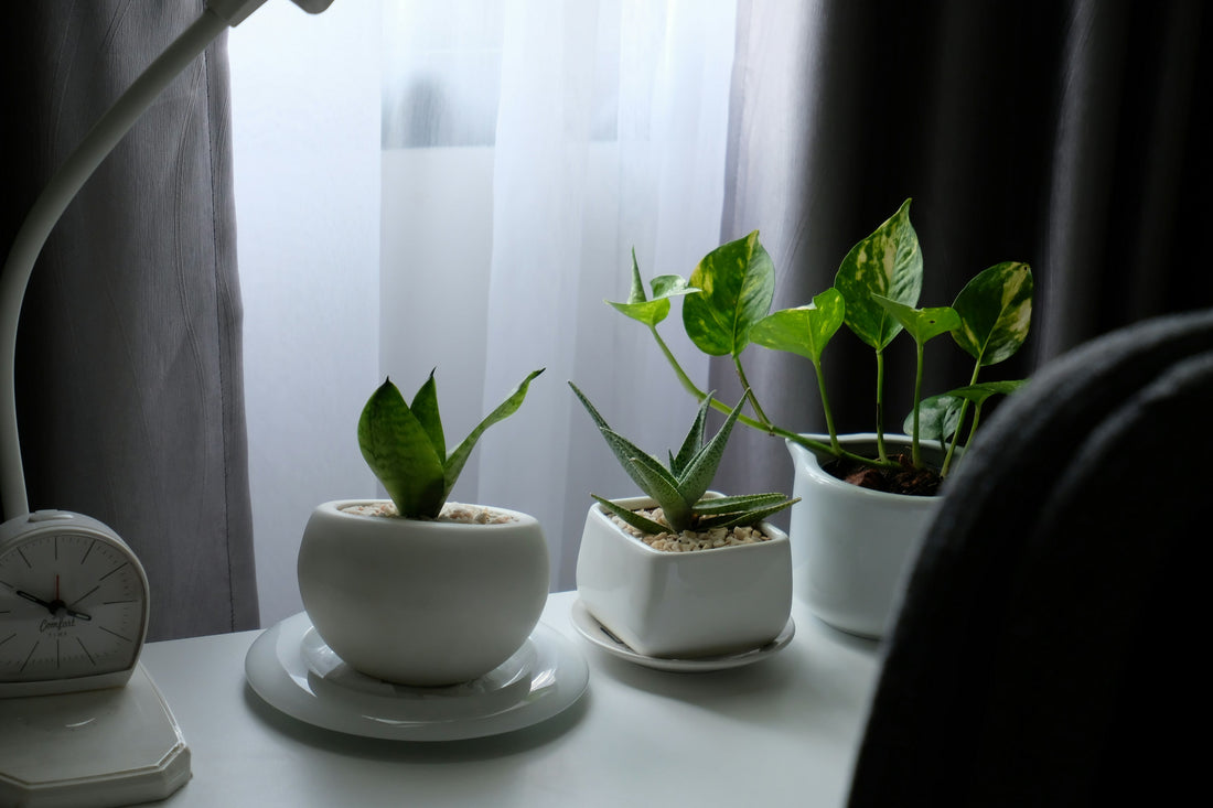 Greenhouse Cover vs Open Garden: Which Is Better?