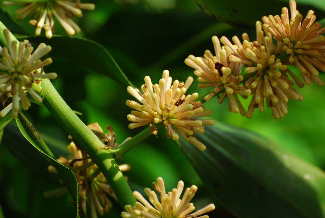 Best Plants for a Relaxing Home Environment