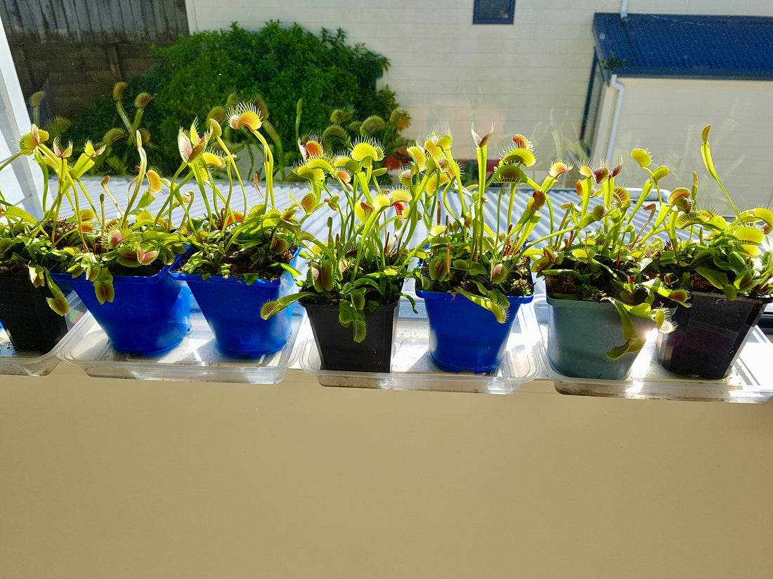 Indoor Fly Trap Comparison: Plug-In or Glue Board for a Garage?