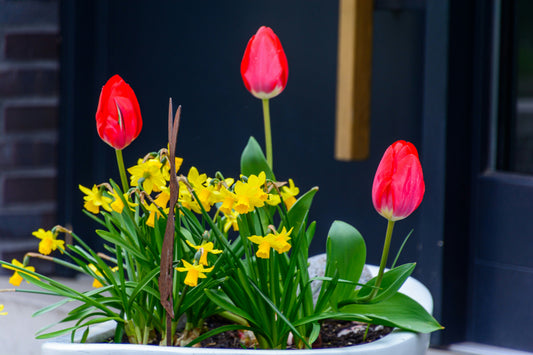 Seasonal Bulb Planting Calendar for Home Gardens
